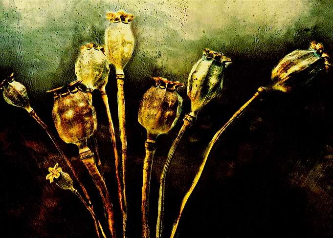 Powerful Poppies