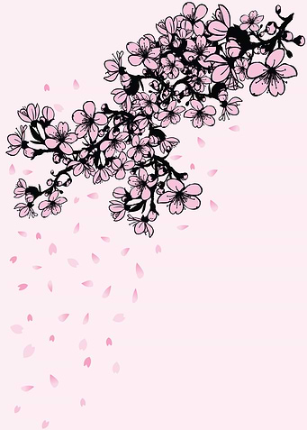 Sakura Cherry Blossom shower of falling cherry blossom ...