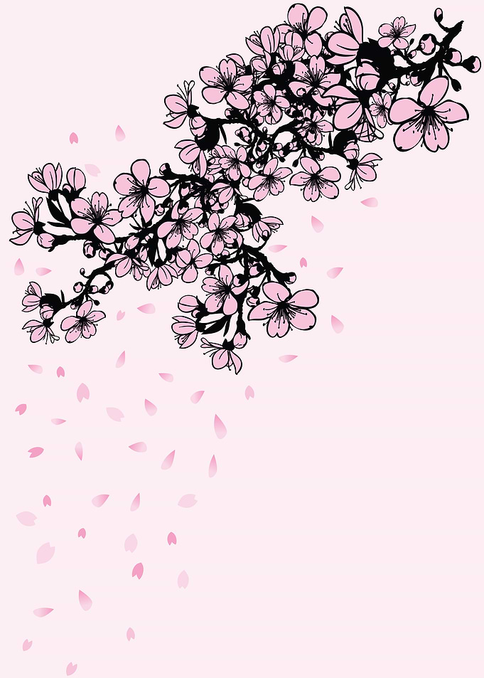 Sakura Cherry Blossom shower of falling cherry blossom ...