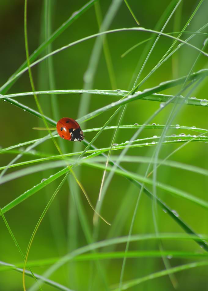 Ladybug CB