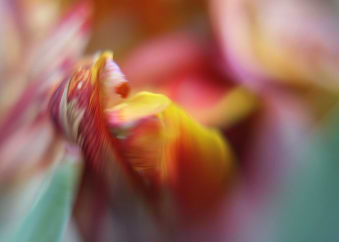 Tulip bokeh
