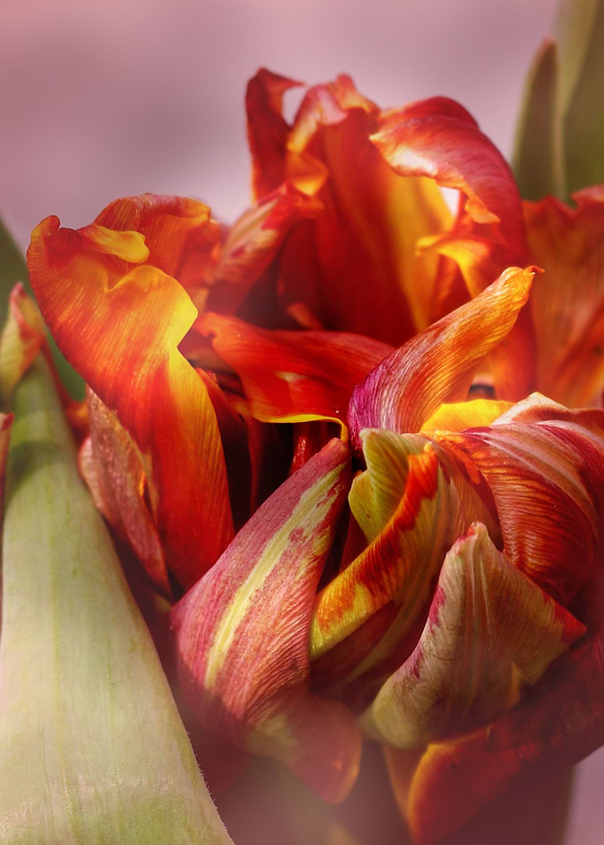 Tilp yellow and red colored