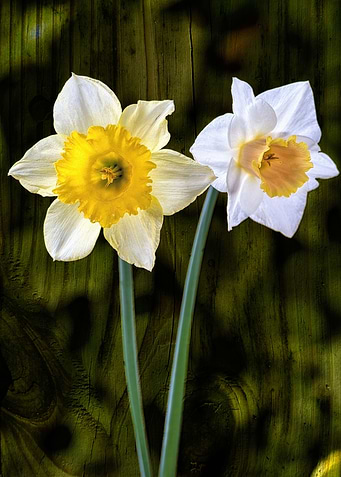Two daffodils