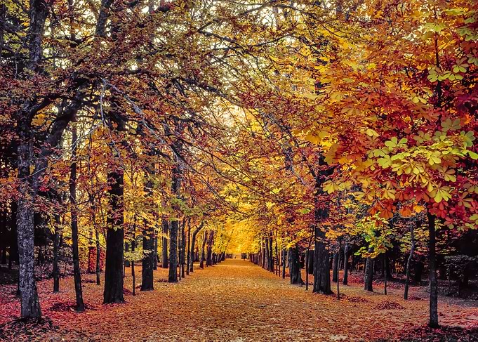 Golden alley in La Granja de San Ildefonso in Segovia, ...