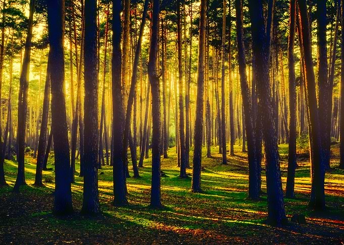 Pine forest in Segovia-Spain