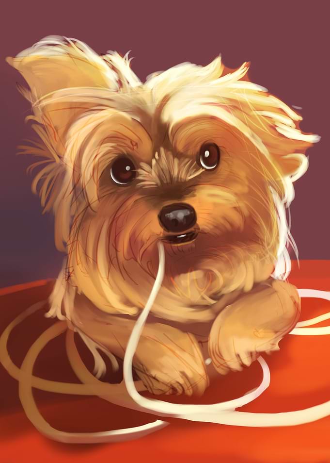 Trufa the Yorkie
