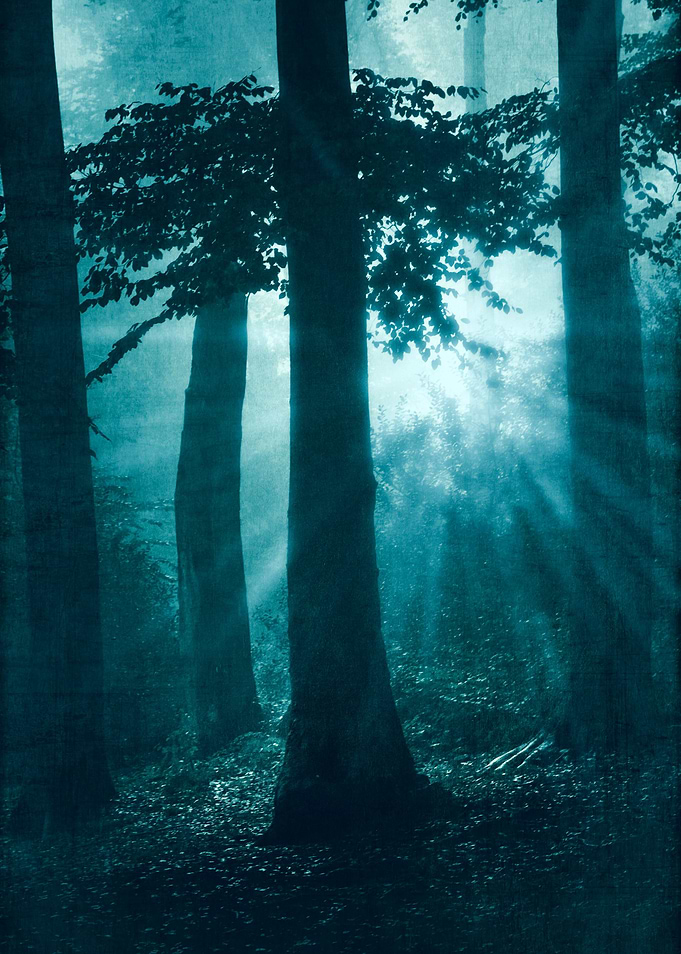 repetitions mystical forest scenery a sunrise