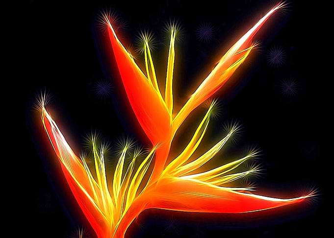 Birds of Paradise