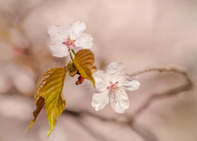 Sakura Flowers In Beige