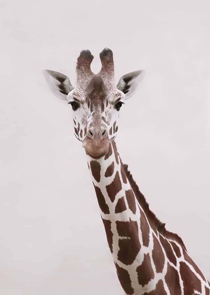 GIRAFFE by Monika Strigel