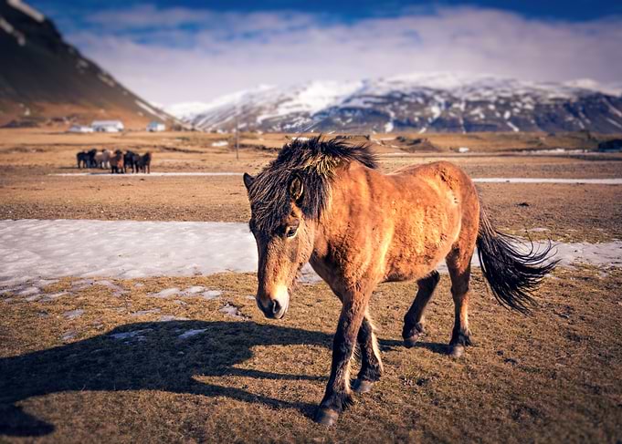 The Icelandic horse is a breed of horse developed in Ic ...