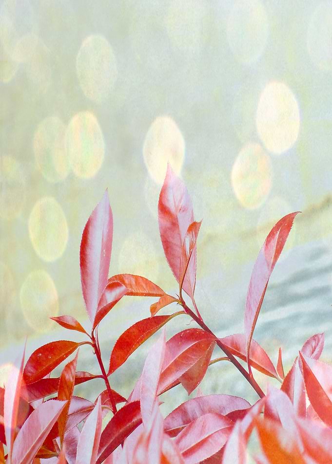 WonderLeaves