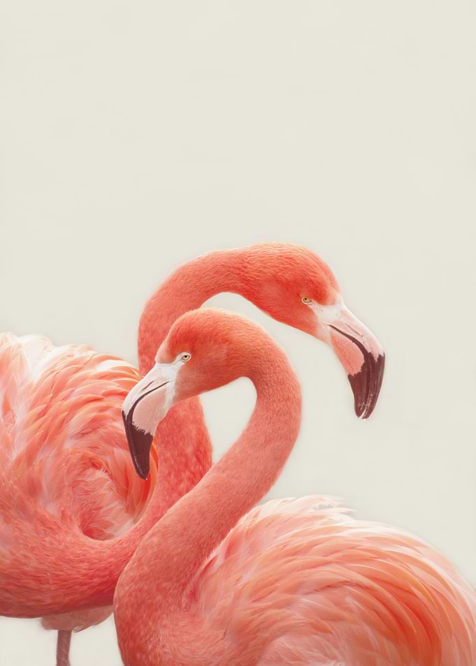 FLAMINGOS by Monika Strigel