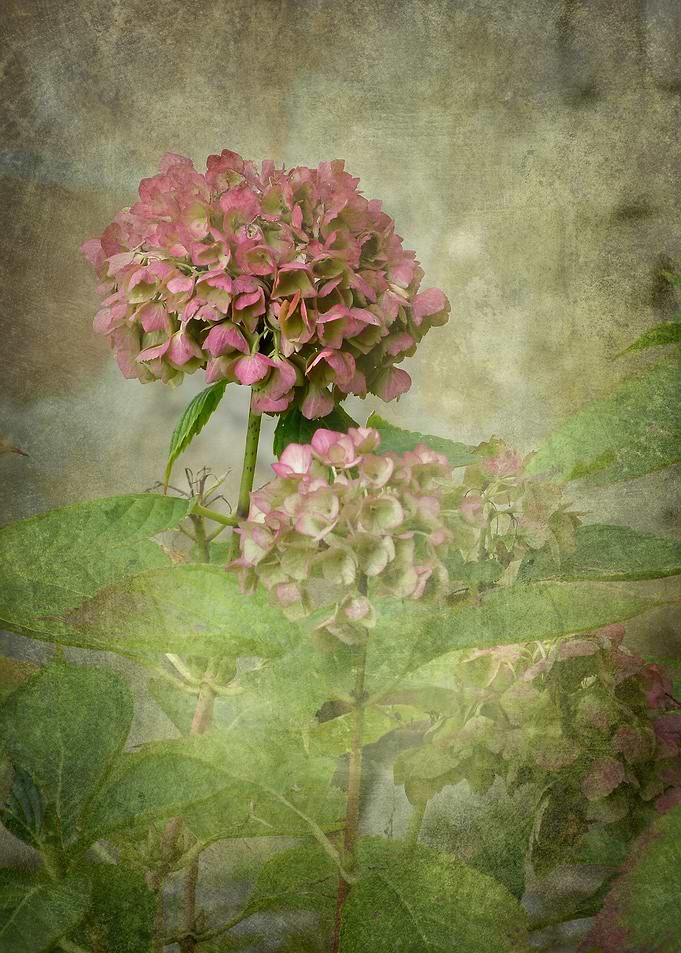 In my Garden