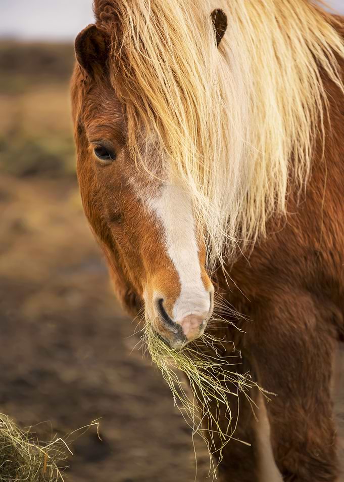 The Icelandic horse is a breed of horse developed in Ic ...