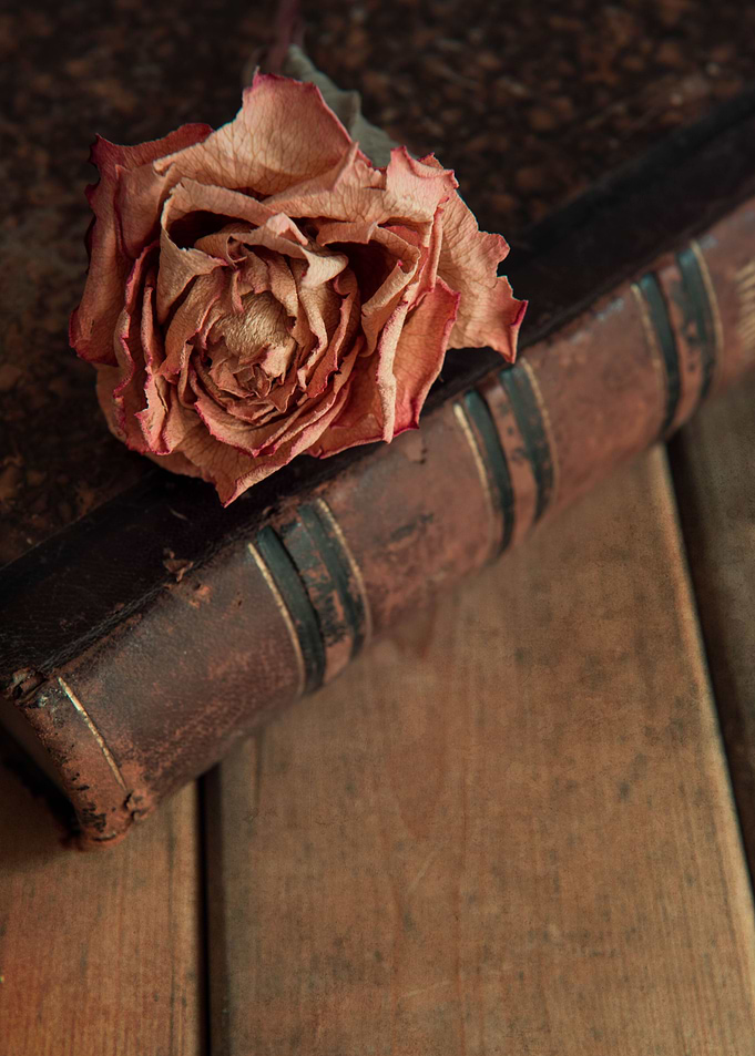 Dry rose on vintage book