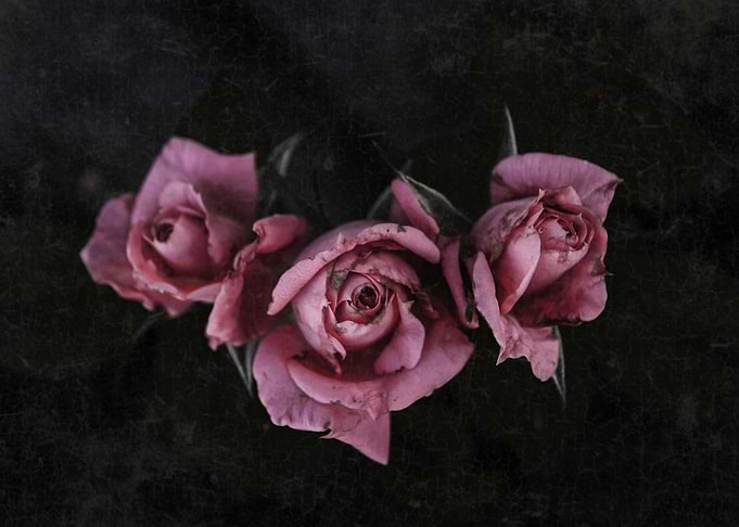 Pink roses