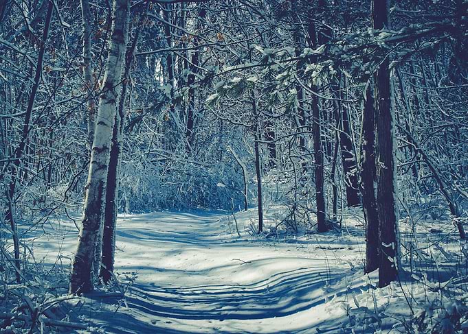 Into The Woods