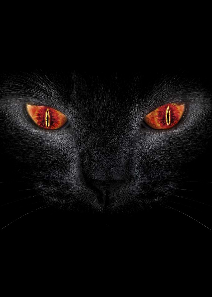 - Evil cat -