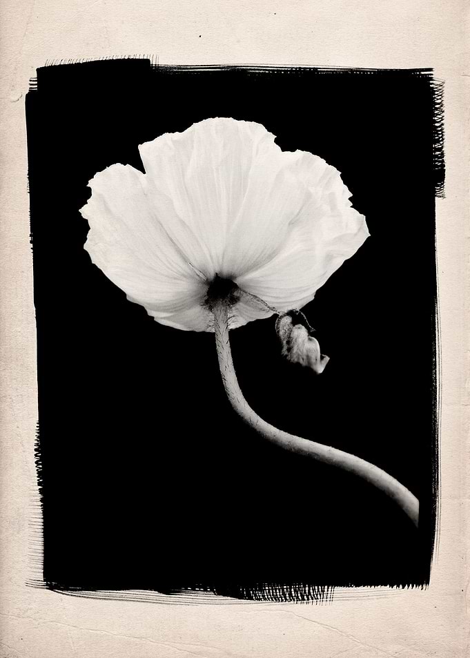 A black and white studio still life of a flowering popp ...