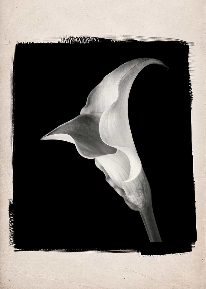 A black and white studio still life of a special hybrid ...