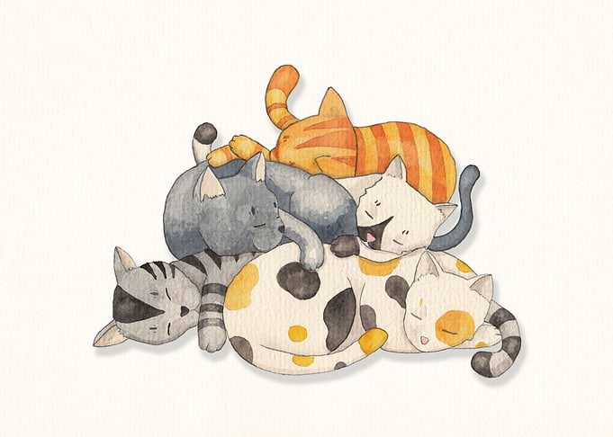 Cat Nap - Siesta Time