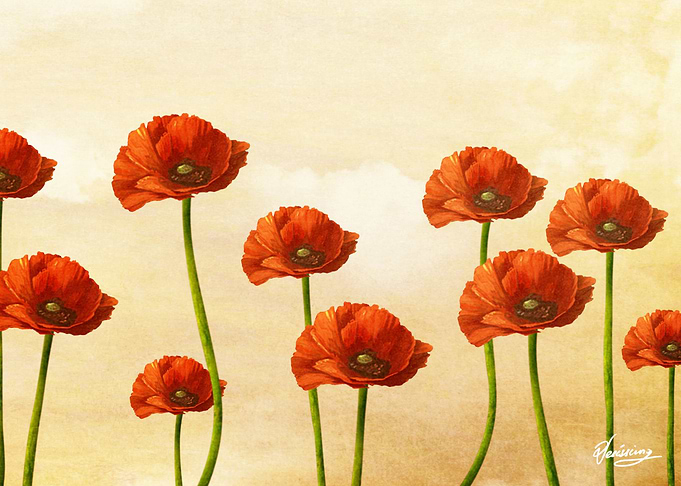 Where the Poppies Bloom