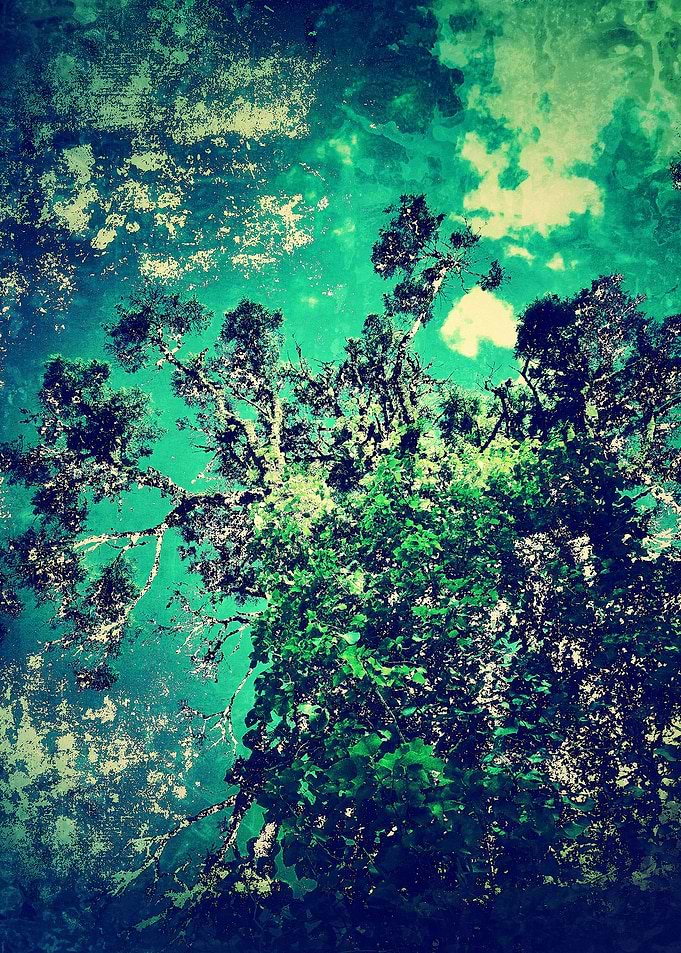 An Inner Forest