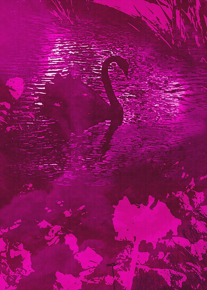 Pink Swan
