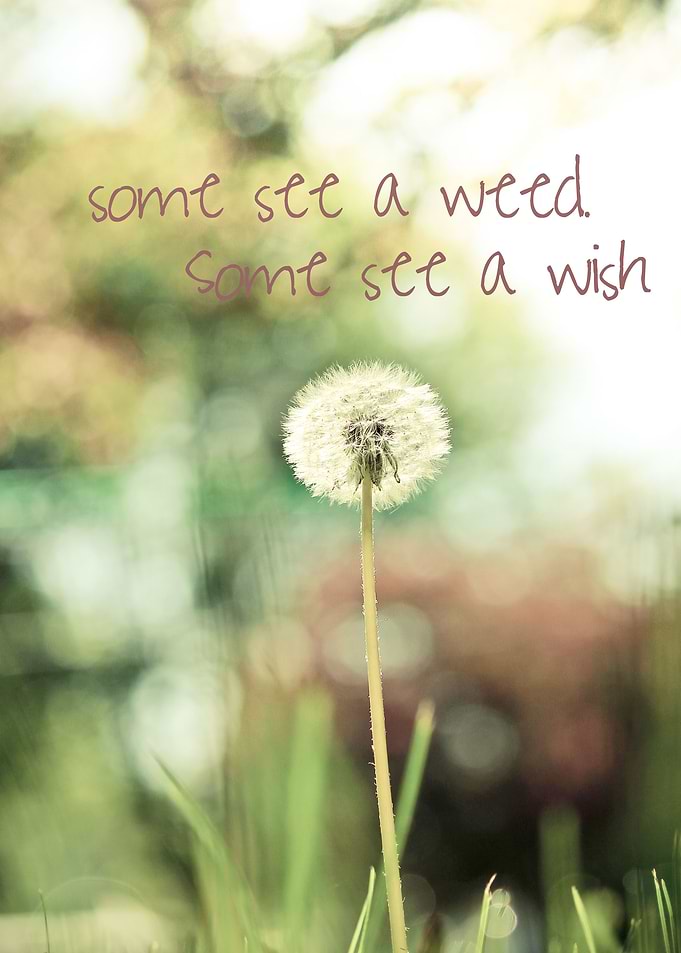 Some see a weed, some see a wish