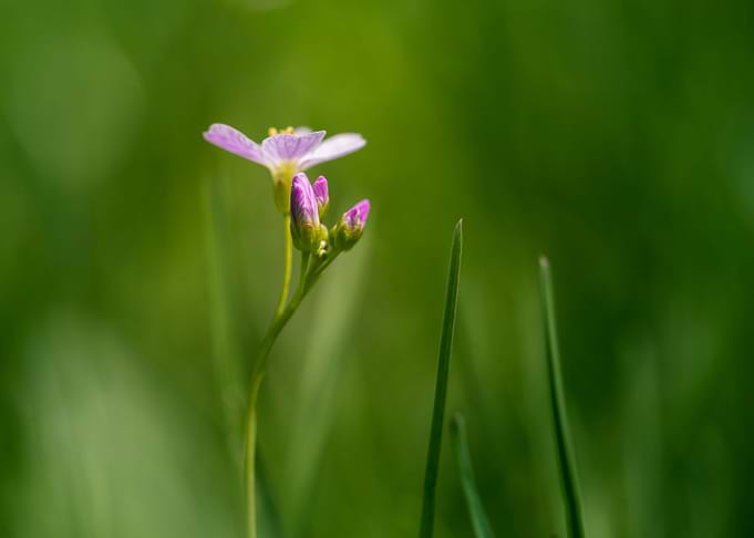 Pink On Green