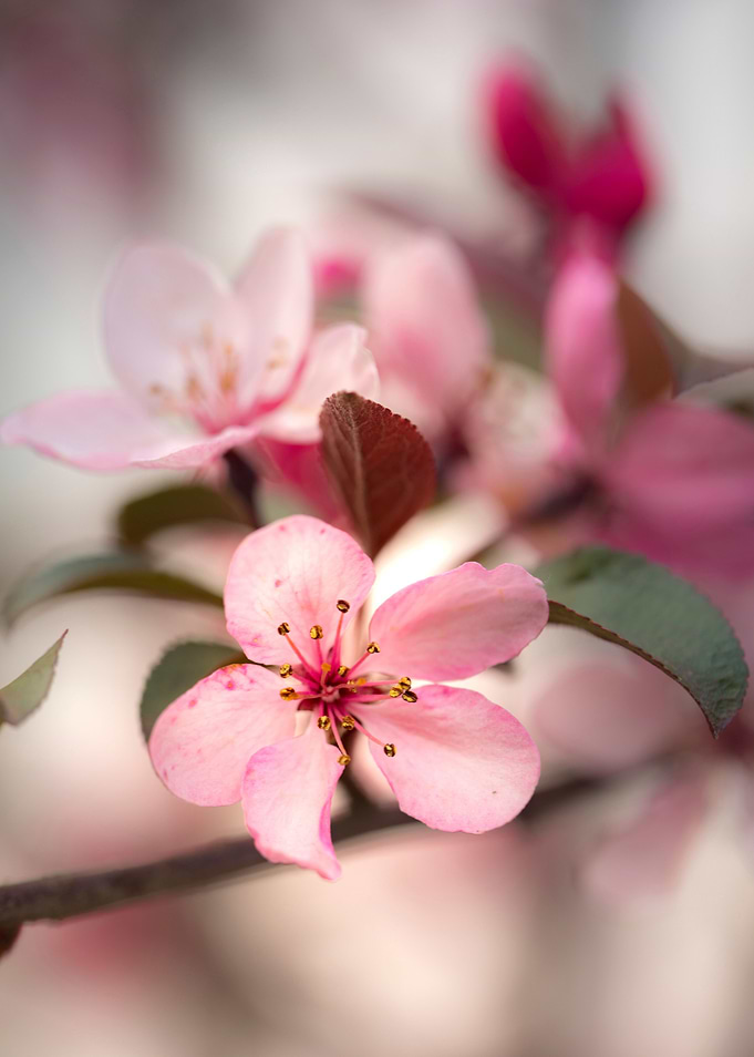 Cherry Blossoms