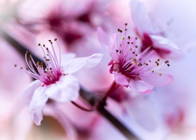 Cherry blossom