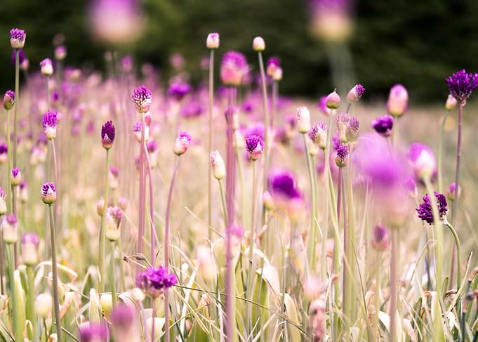 Flower Summer Field