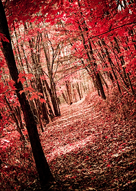 Blackhawk trail in the beautiful Kickapoo Valley Reserv ...