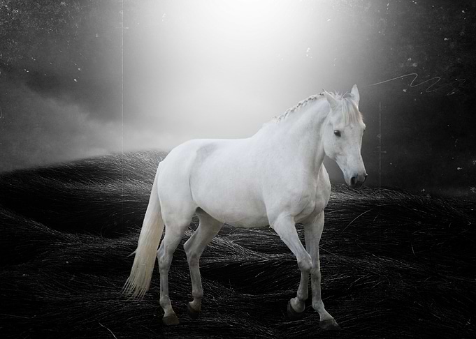 The White Horse By Chrissie Judge
