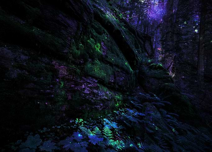 Midnight Forest Magic exists here. Can you see it? Ca ...