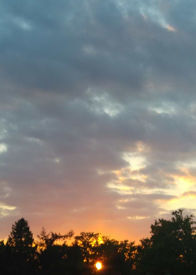 Tree Sunset Portrait