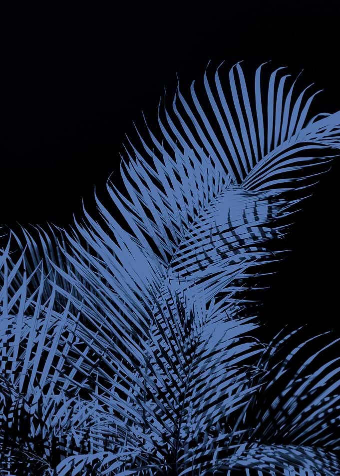 Palm 1