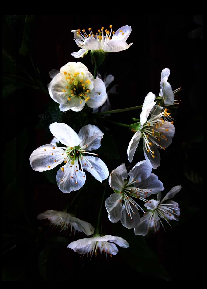 Cherry Blossom