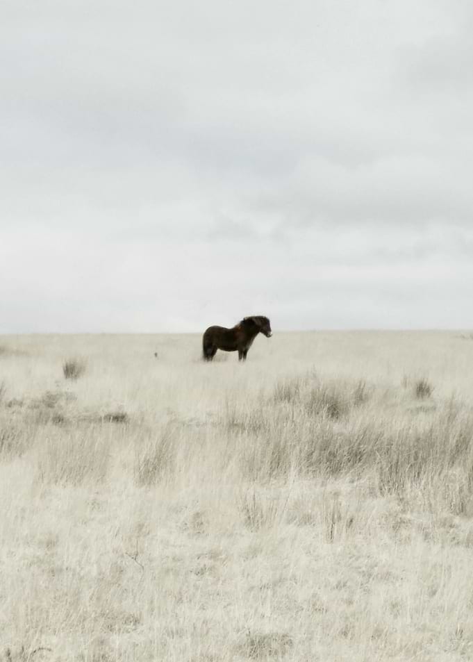 A simple photo I took when in Dartmoor National Park, U ...