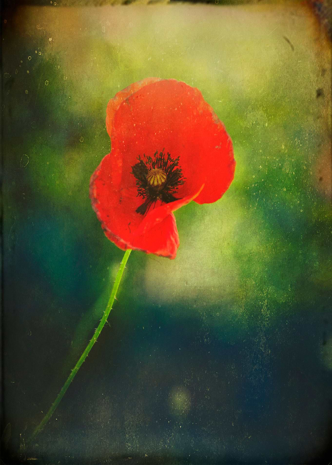 'I Found a Poppy'