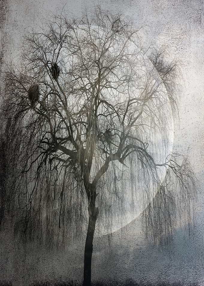 Moonlight Shadows