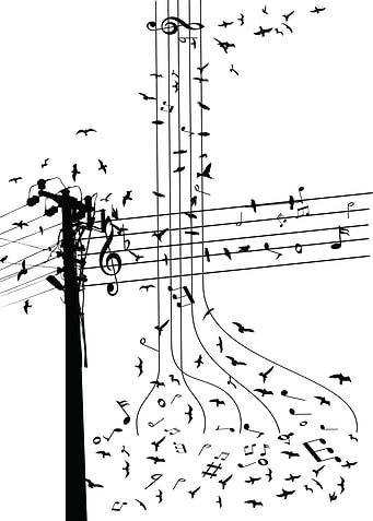 Morning song birds