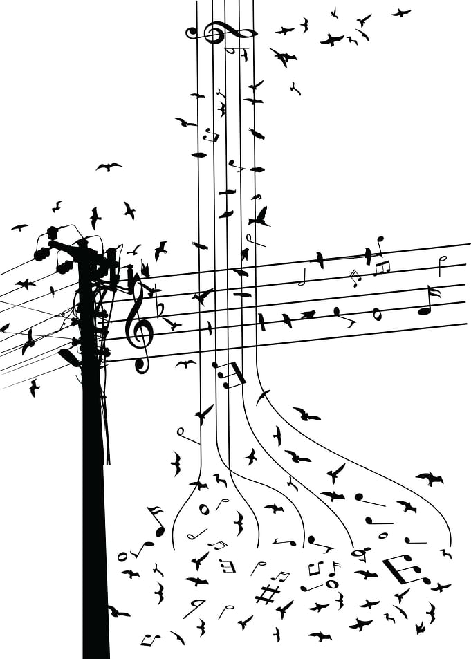 Morning song birds