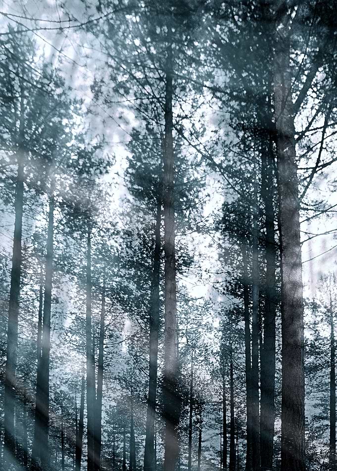 I Talk to the Trees... Or they talk to me.