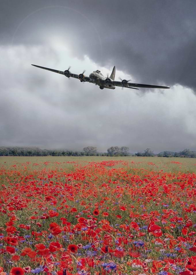 A single B17 Bomber over a field of flowering Poppies. ...