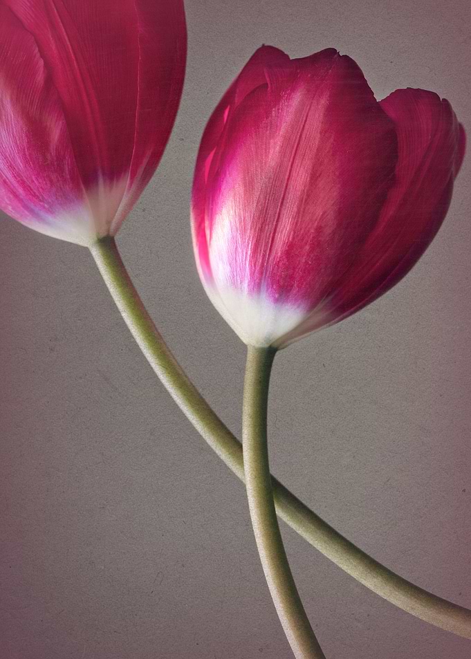 Two tulips