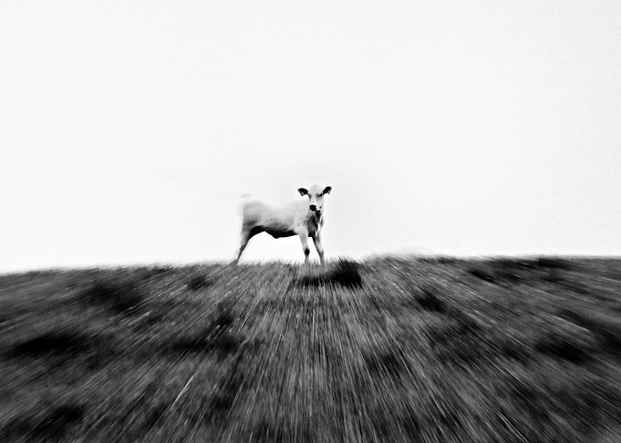 Ferdinand