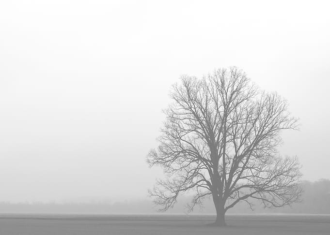 Alone in the Fog